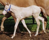 2004 Krisean Foal