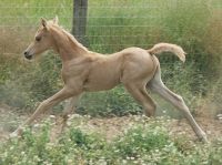 2004 Krisean Foal