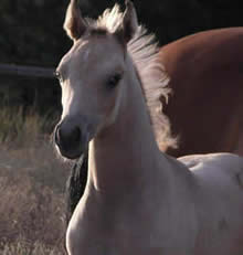 Arabian Buckskin colt