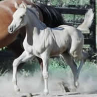 Arab buckskin colt