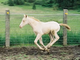 Perlino Arabian filly