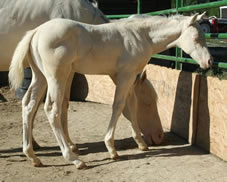 AQHA Cremello Colt by Hollywood White