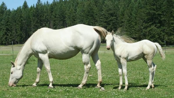 AQHA Perlino filly by Hollywood White
