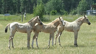 High N Command - Commander - quarter horse foals
