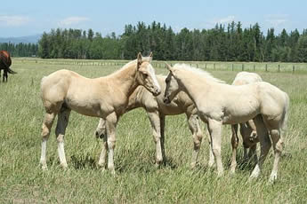 High N Command - Commander - quarter horse foals