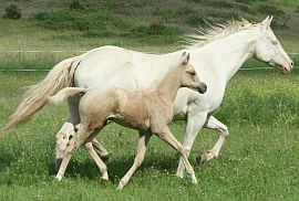 AQHA cremello mare with half Arab palomino filly