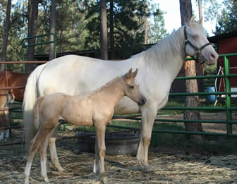 Cremello quarter horse mare with her palomino half Arab filly