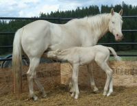 Cremello mare and colt