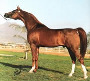 Gondolier, Polish Arabian stallion