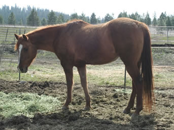 Arabian buckskin, red dun mare for sale
