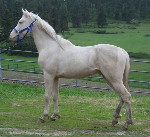 Arabian cremello stallion