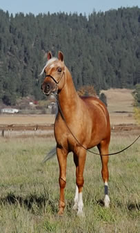 Palomino Arabian stallion Golden Vagdhan "Promise"