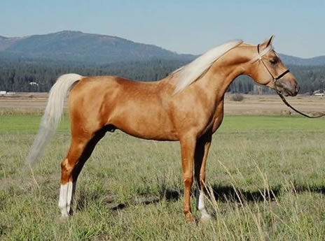 Palomino Arabian stallion Golden Vagdhan - "Promise"