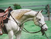 Perlino quarter horse stallion High N Command 