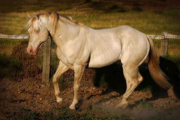 perlino quarter horse stallion, High N Command, Commander