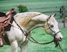 AQHA perlino stallion