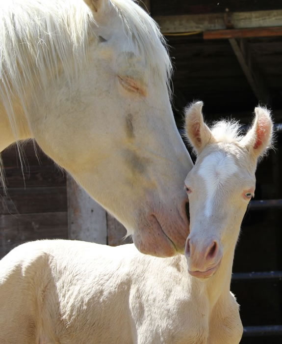 cremello Arabian filly, cremello horse, Arabian palomino stallion