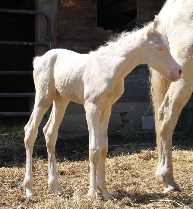 cremello arabian filly, cremello horse, palomino Arabian stallion