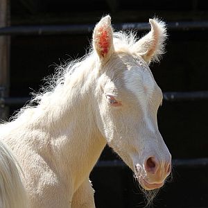 cremello Arabian filly, cremello horse, Arabian palomino stallion
