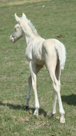 Arabian cremello colt by High N Command
