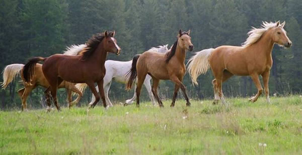 Krisean Horse Herd
