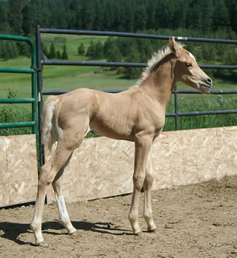 Arabian palomino colt by Promise