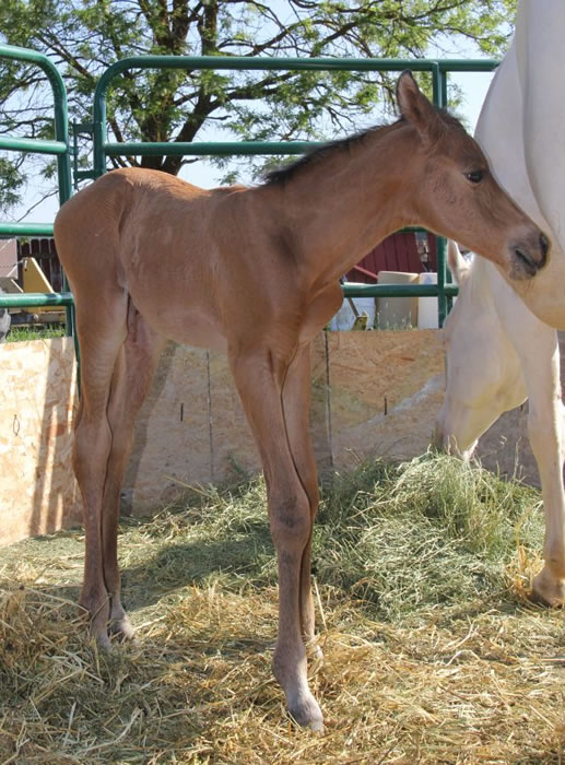 Half Arabian buckskin colt, SW Ferrari Arabian stallion, perlino quarter horse mare