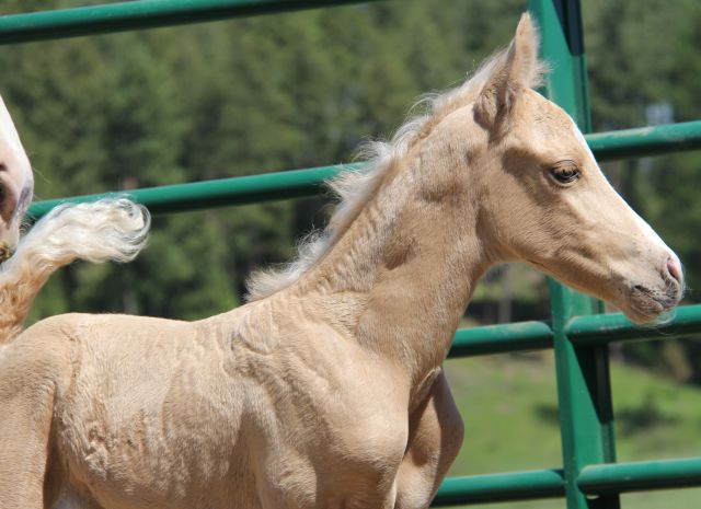palomino half Arabian stallion, Vanilla Zip daughter, palomino Arabian gelding 