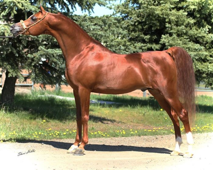 SW Ferrari, chestnut Arabian stallion 