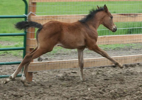 Arabian race horse, Wiking line bred