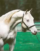 AQHA Perlino stallion