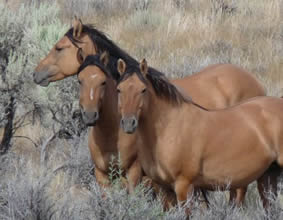 Kiger Mustangs, wild horses