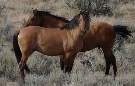 kiger mustangs, a Kiger stallion