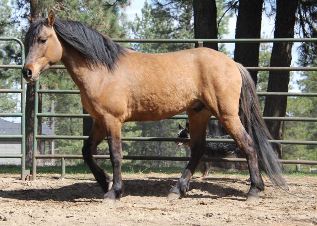 Endurance horses, Kiger mustang stallion at stud, Kiger stallion semen shipped, Kiger stallion
