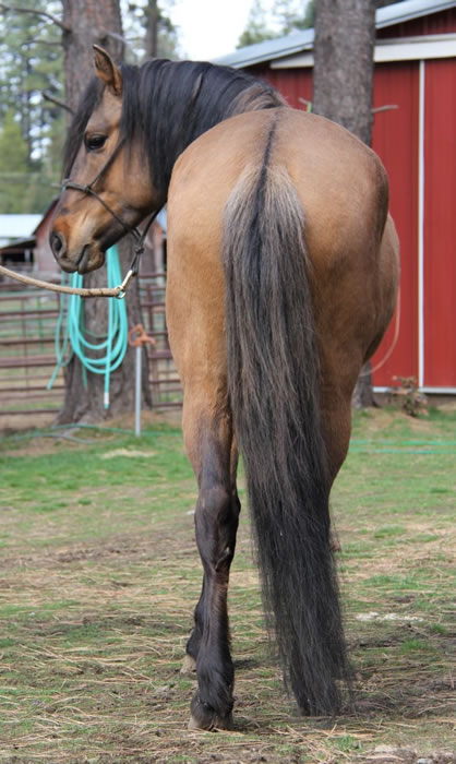 Kiger mustang stallion at stud,endurance horses,  Kiger stallion semen shipped, Kiger stallion