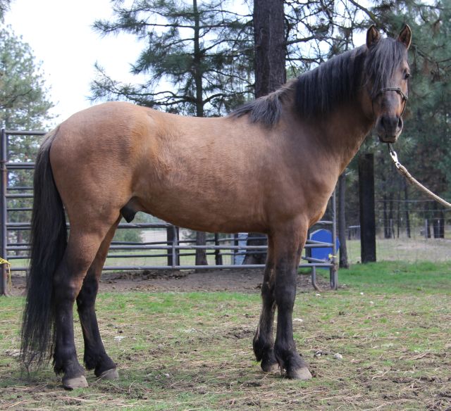 Kiger mustang stallion at stud, endurance horses, Kiger stallion semen shipped, Kiger stallion
