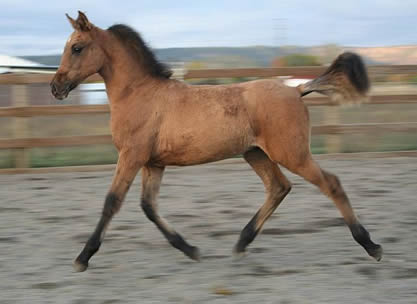 Kiger Mustang Stallion, Steens El Tesoro