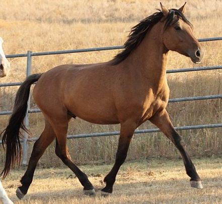 Kiger Mustang Stallion, Arabian endurance horses, Steens El Tesoro
