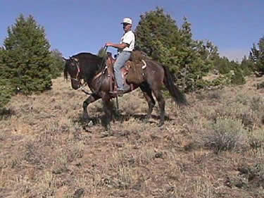 Steens Vaquero, Kiger Mustang Stallion