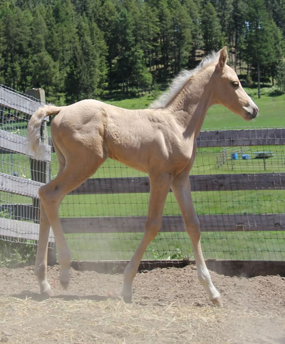 Palomino Arabian, palomino Arab colt, palomino Arab stallion