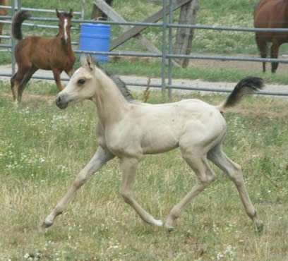 Half Arabian half quarter horse 2008 buckskin filly , pretty and extemely atjletic