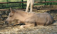 Palomino Arabian filly 