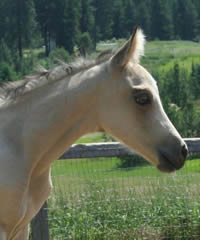 2008 Half Arabian half AQHA buckskin filly, pretty and extremely athletic