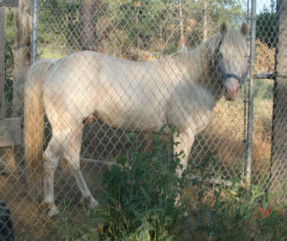  Perlino quarter horse stallion available for lease
