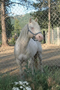 Perlino quarter horse stallion 