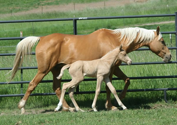 Palomino Arabian mare and filly