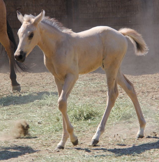 Arabian Buckskin colt, Half Arab buckskin, GS Khochise grandson, Arab show buckskin gelding