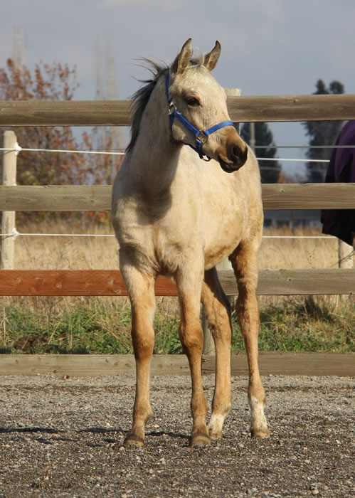Buckskin half Arabian half Quarter horse, half Arab buckskin colt, award winning pedigree, western pleasure half Arab, sport horse buckskin half Arabian