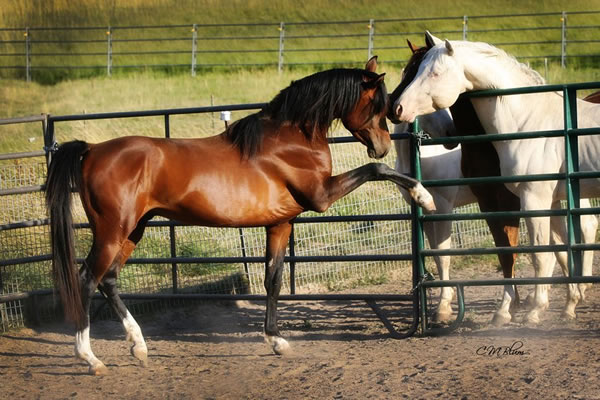 GS Khocise son, Arabian stallion