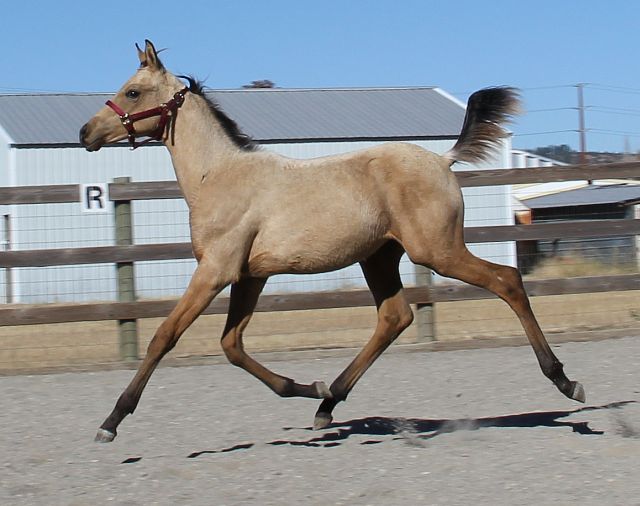 Buckskin half Arabian colt, Arab quarter horse buckskin, half Arab buckskin show colt 